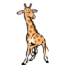 giraffe
