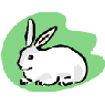 rabbit