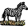 zebra
